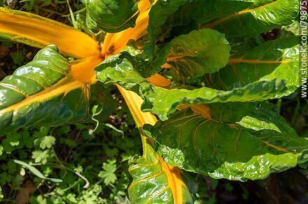 Chard yellow stem. Botanical Garden - Department of Montevideo - URUGUAY. Photo #79875