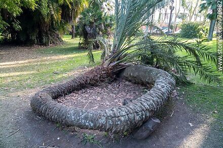 Strange adaptation of the trunk of a palm tree. Botanical Garden - Department of Montevideo - URUGUAY. Photo #79882