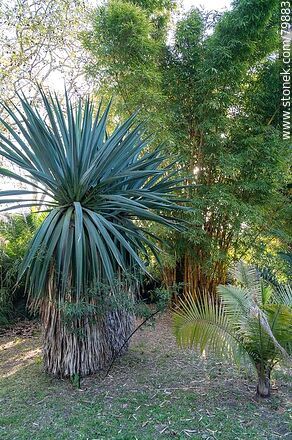 Yucca, Spanish dagger. Botanical Garden - Department of Montevideo - URUGUAY. Photo #79883