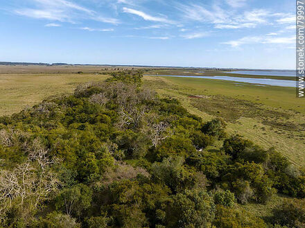 Aerial view of the ombú trees (those without leaves yet) - Department of Rocha - URUGUAY. Photo #79997