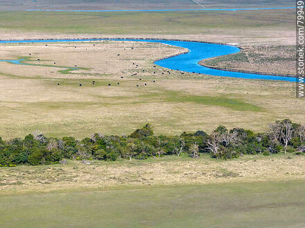 Aerial view of the ombú grove and the Valizas Stream - Department of Rocha - URUGUAY. Photo #79949