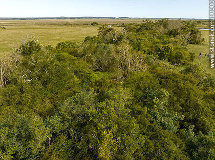 Aerial view of the ombú trees (those without leaves yet) - Department of Rocha - URUGUAY. Photo #80000