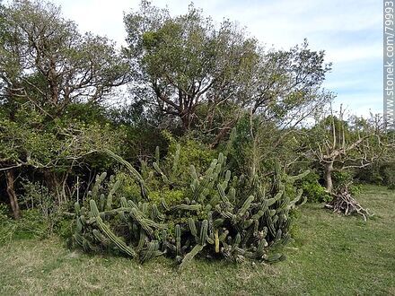 Garambullo, marine cactus - Department of Rocha - URUGUAY. Photo #79993