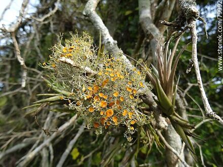 Greenshield lichens - Department of Rocha - URUGUAY. Photo #79992