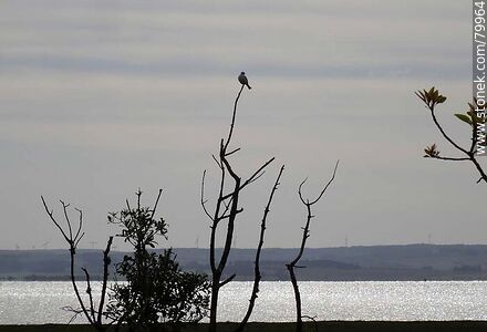 Bird on the end of a branch - Department of Rocha - URUGUAY. Photo #79964