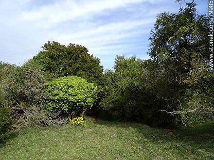 Spaces in the ombú grove - Department of Rocha - URUGUAY. Photo #79985