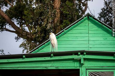 Garza en el techo de una casa verde - Departamento de Rocha - URUGUAY. Foto No. 80007