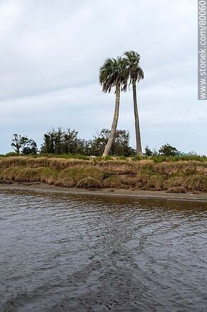 Par de palmeras a orillas del arroyo Valizas - Departamento de Rocha - URUGUAY. Foto No. 80060