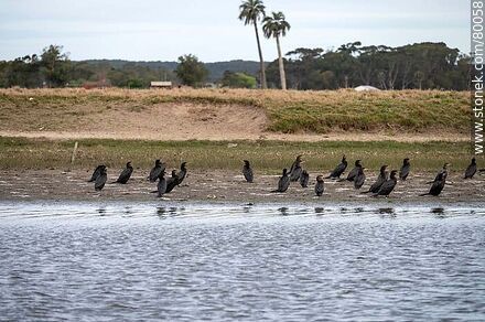 Biguás (cormoranes) a orillas del arroyo Valizas - Departamento de Rocha - URUGUAY. Foto No. 80058