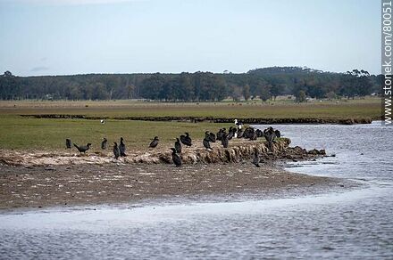 Biguás (cormoranes) a orillas del arroyo Valizas - Departamento de Rocha - URUGUAY. Foto No. 80051
