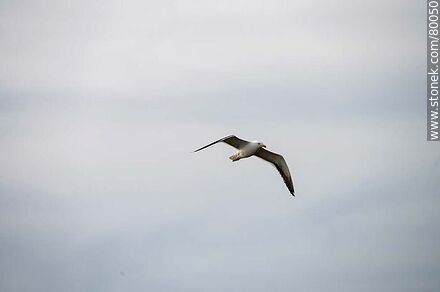 Cooking seagull in flight - Department of Rocha - URUGUAY. Photo #80050