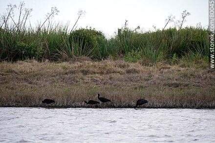 Cuervillos de laguna en el arroyo Valizas - Departamento de Rocha - URUGUAY. Foto No. 80045