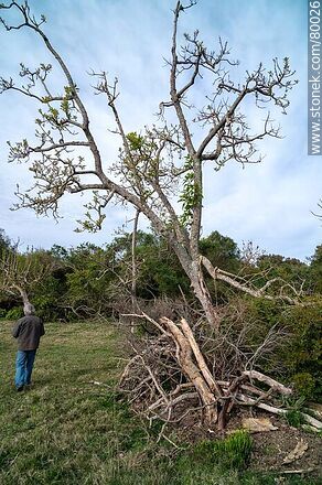 Protection of a young ombú tree against livestock - Department of Rocha - URUGUAY. Photo #80026