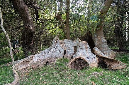 Particular forms of ombú in the ombú grove - Department of Rocha - URUGUAY. Photo #80018
