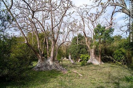 Particular forms of ombú in the ombú grove - Department of Rocha - URUGUAY. Photo #80015