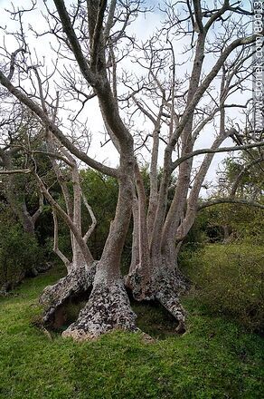 Particular forms of ombú in the ombú grove - Department of Rocha - URUGUAY. Photo #80013