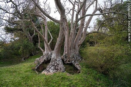Particular forms of ombú in the ombú grove - Department of Rocha - URUGUAY. Photo #80012