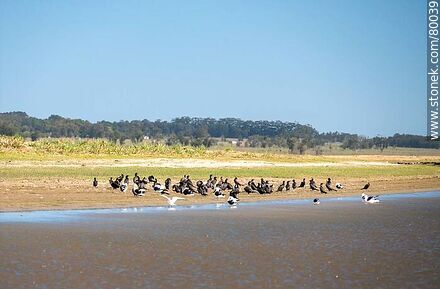 Grupo de cormoranes y gaviotas a orillas del arroyo Valizas - Departamento de Rocha - URUGUAY. Foto No. 80039