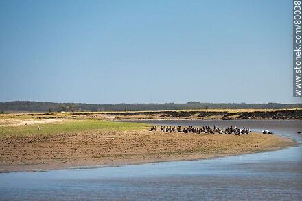 Grupo de cormoranes y gaviotas a orillas del arroyo Valizas - Departamento de Rocha - URUGUAY. Foto No. 80038