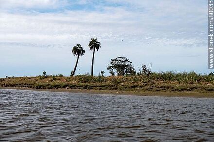 Palmeras en la costa del arroyo Valizas - Departamento de Rocha - URUGUAY. Foto No. 80033