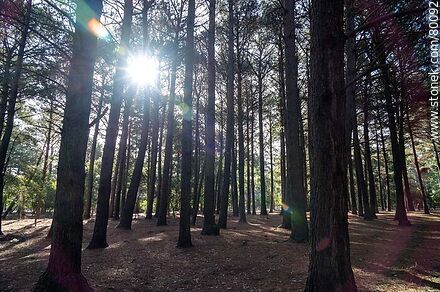 Bosque de pinos. Sol entre los árboles - Departamento de Canelones - URUGUAY. Foto No. 80092