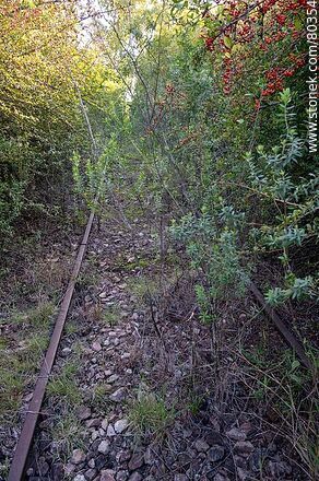 Railway tracks with many years of disuse at Chapicuy train station - Department of Paysandú - URUGUAY. Photo #80354