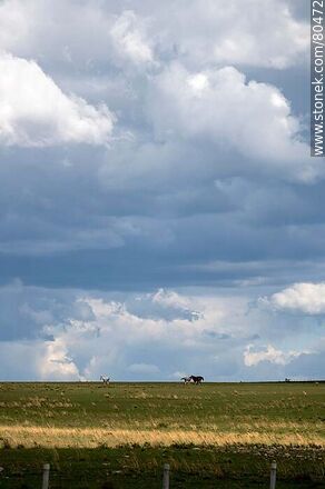 Caballos en el horizonte, campo y nubes - Departamento de Artigas - URUGUAY. Foto No. 80472