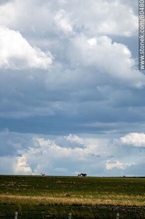Caballos en el horizonte, campo y nubes -  - URUGUAY. Foto No. 80480