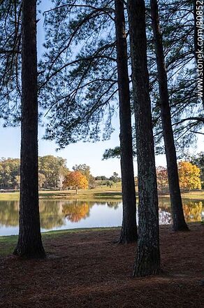 The first lake in autumn behind the pines - Tacuarembo - URUGUAY. Photo #80852
