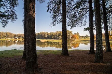 The first lake in autumn behind the pines - Tacuarembo - URUGUAY. Photo #80851