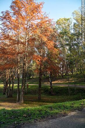 Trees in autumn - Tacuarembo - URUGUAY. Photo #80848