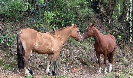 Horses by the side of the road - Department of Rivera - URUGUAY. Photo #81038