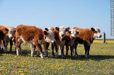 Hereford steers in the field amidst yellow and fuchsia flowers - Fauna - MORE IMAGES. Photo #81091