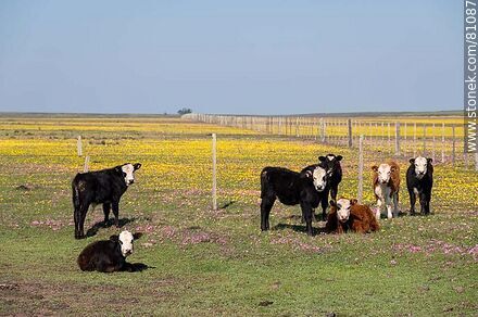 Hereford steers in the field amidst yellow and fuchsia flowers - Fauna - MORE IMAGES. Photo #81087