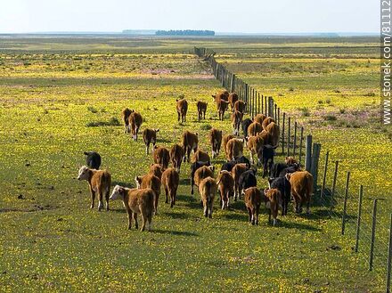 Vista aérea de novillos de ganado Hereford en el campo - Fauna - IMÁGENES VARIAS. Foto No. 81112
