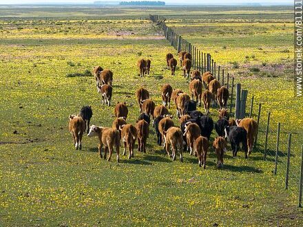 Vista aérea de novillos de ganado Hereford en el campo - Fauna - IMÁGENES VARIAS. Foto No. 81111