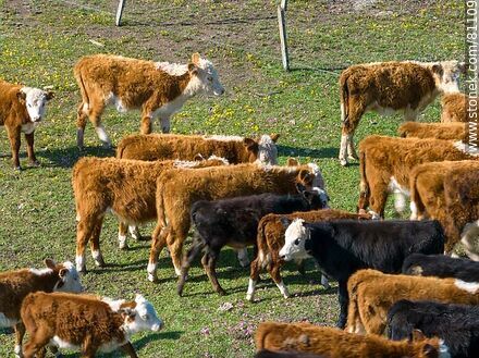 Vista aérea de novillos de ganado Hereford en el campo - Fauna - IMÁGENES VARIAS. Foto No. 81109