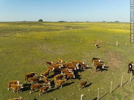 Vista aérea de novillos de ganado Hereford en el campo - Fauna - IMÁGENES VARIAS. Foto No. 81106