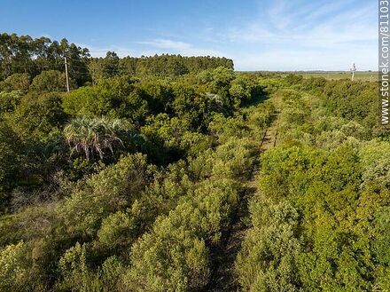 Aerial view of a channel between the bushes where the tracks of what was once the Rivas station are hidden - Department of Paysandú - URUGUAY. Photo #81103