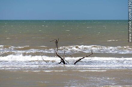 Branches in the water - Department of Rocha - URUGUAY. Photo #81291