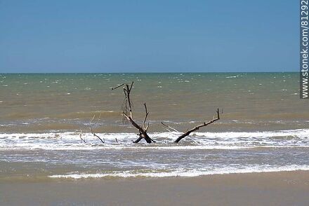 Branches in the water - Department of Rocha - URUGUAY. Photo #81292