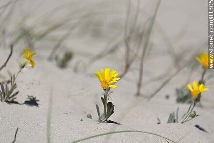 Yuyos en flor creciendo en la arena - Departamento de Rocha - URUGUAY. Foto No. 81305