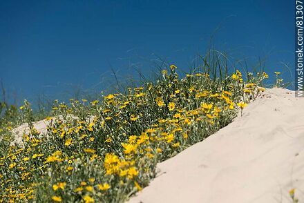 Yuyos en flor creciendo en la arena - Departamento de Rocha - URUGUAY. Foto No. 81307