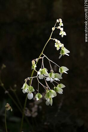 Begonias en el Invernáculo - Flora - IMÁGENES VARIAS. Foto No. 81276