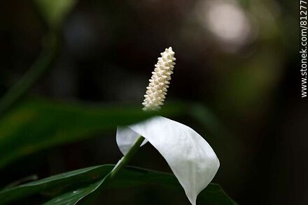 Spathiphyllum in the greenhouse - Department of Rocha - URUGUAY. Photo #81277