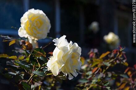 Rosas amarillo pálico - Flora - IMÁGENES VARIAS. Foto No. 81278