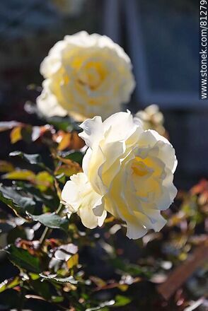 Pale yellow roses - Department of Rocha - URUGUAY. Photo #81279