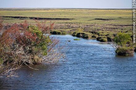 Salsipuedes Grande Creek - Department of Paysandú - URUGUAY. Photo #81259