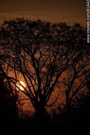 Rising sun among the branches of a tree - Department of Montevideo - URUGUAY. Photo #81442