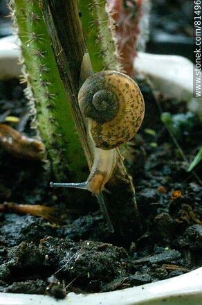 Snail - Fauna - MORE IMAGES. Photo #81496